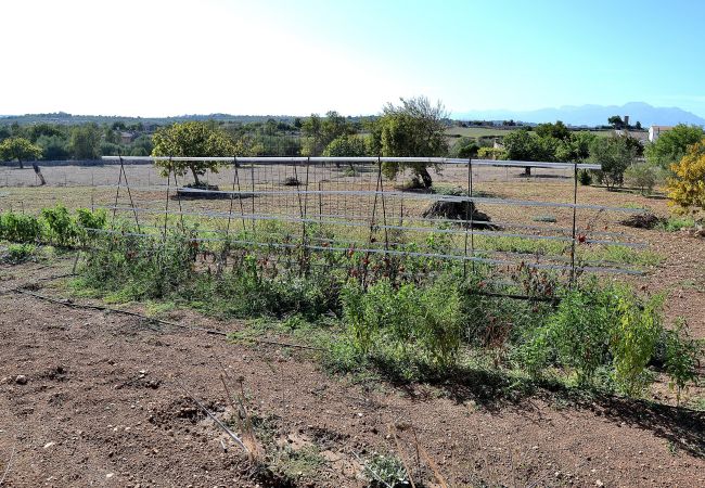 Finca en Santa Margalida - 054 Finca Es Bosquerró ETV/5362 by Mallorca Charme Finca en Santa Margalida - 054 Finca Es Bosquerró ETV/5362 by Mallorca Charme