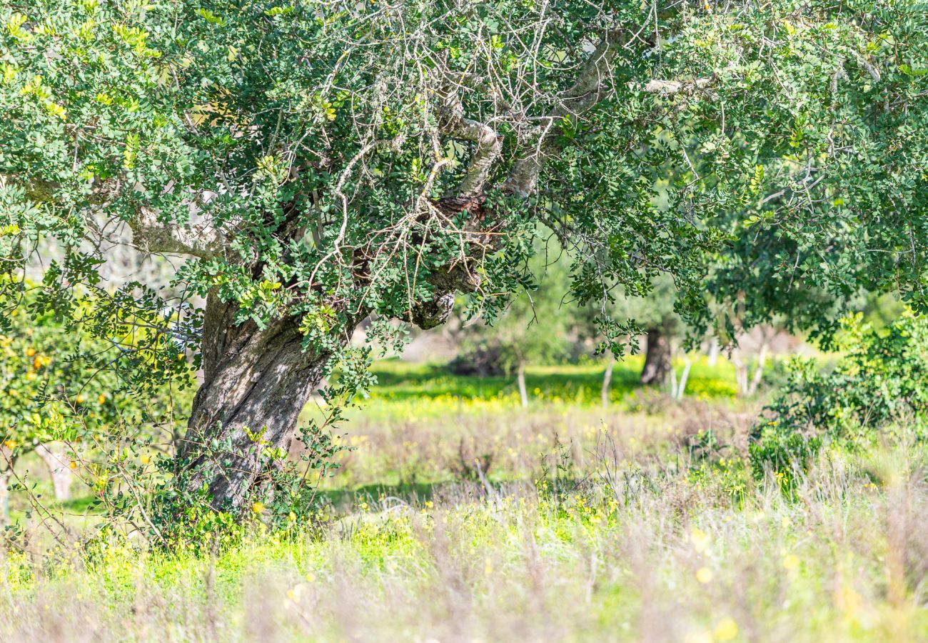 Casa en Felanitx - Finca Binifarda by Mallorca House Rent